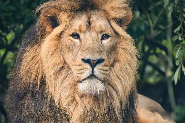 ������ʨ��ʲô���� ����ʨ�ͷ���ʨ�Ĳ���������