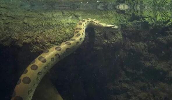 ��ɭ����ʲô�����ж೤ ���Ǻ�����ֺ�̩̹��˭����