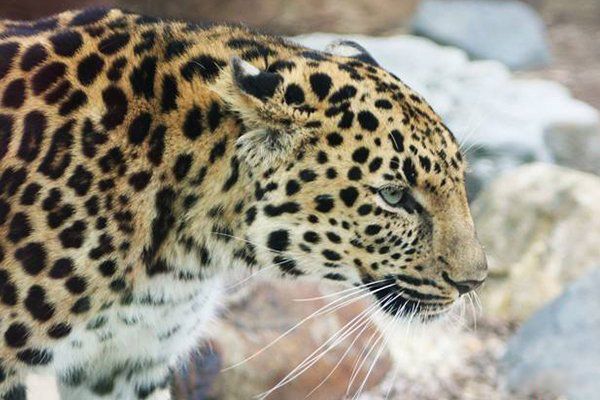 ������ϡ�����ʣһֻ ��ʣһֻ�İ�Ϭţ�ֲ��ĵط�