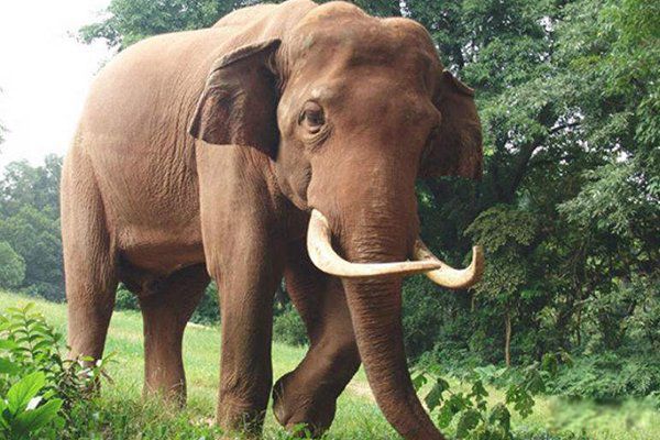 ������ϡ�����ʣһֻ ��ʣһֻ�İ�Ϭţ�ֲ��ĵط�