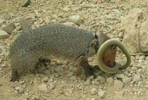 �߫B��ʲô���� �߫BΪʲô�����߶�