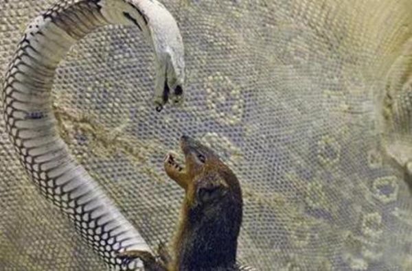 蛇獴是什么动物 蛇獴为什么免疫蛇毒