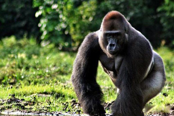 ������ϡ�����ʣһֻ ��ʣһֻ�İ�Ϭţ�ֲ��ĵط�