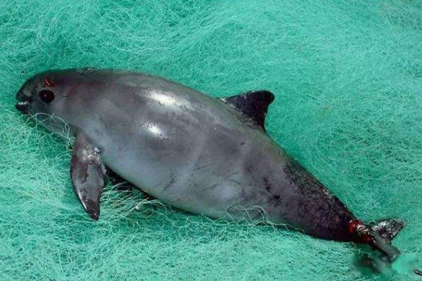 ������ϡ�����ʣһֻ ��ʣһֻ�İ�Ϭţ�ֲ��ĵط�