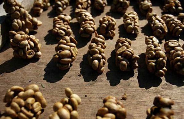 猫屎咖啡是什么猫的排泄物怎么来的? 椰子猫的粪便这种猫吃咖啡豆