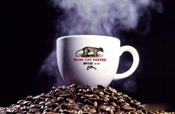 猫屎咖啡是什么猫的排泄物怎么来的? 椰子猫的粪便这种猫吃咖啡豆