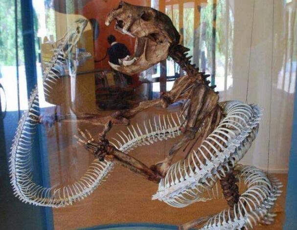 世界上远古怪兽最强的是哪一位? 远古最强怪兽前十名