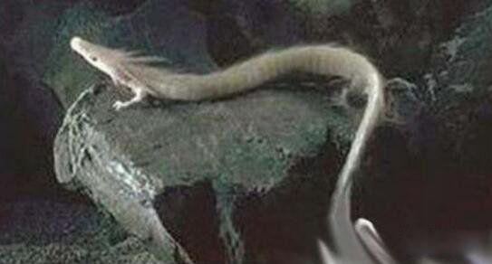 零六年真龙吃人照片怎么找不到了 06年真龙吃人照片被游客公开