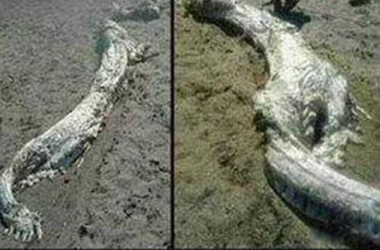 零六年真龙吃人照片怎么找不到了 06年真龙吃人照片被游客公开