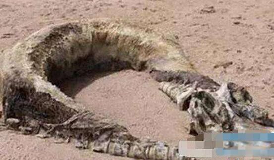 零六年真龙吃人照片怎么找不到了 06年真龙吃人照片被游客公开