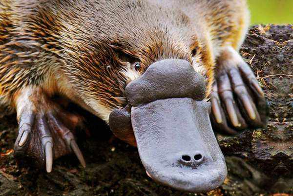 Ѽ�����ж��� ֻ�г�������Ѽ���޲��ж���