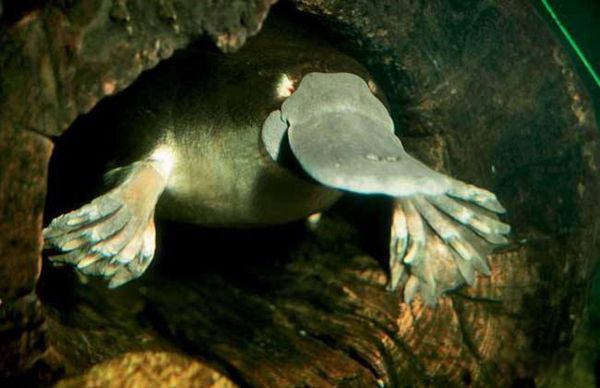 Ѽ�����ж��� ֻ�г�������Ѽ���޲��ж���