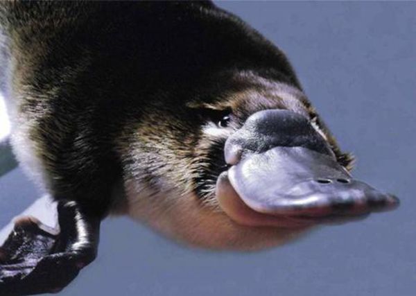 Ѽ�����ж��� ֻ�г�������Ѽ���޲��ж���