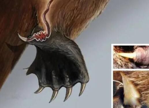 Ѽ�����ж��� ֻ�г�������Ѽ���޲��ж���