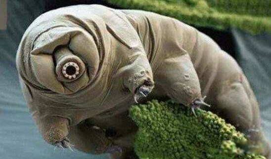 ������ʲô���� ����ս�澨��޴�����״����