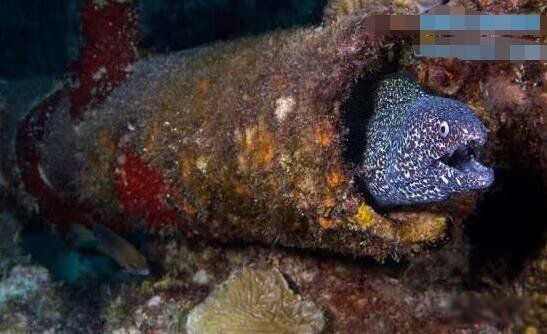 ������ʲô���� ����ս�澨��޴�����״����