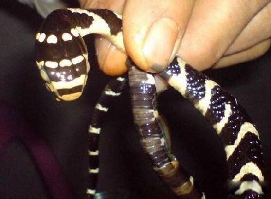 �����ߵĶ����ж�� ��������������ߵĵ���