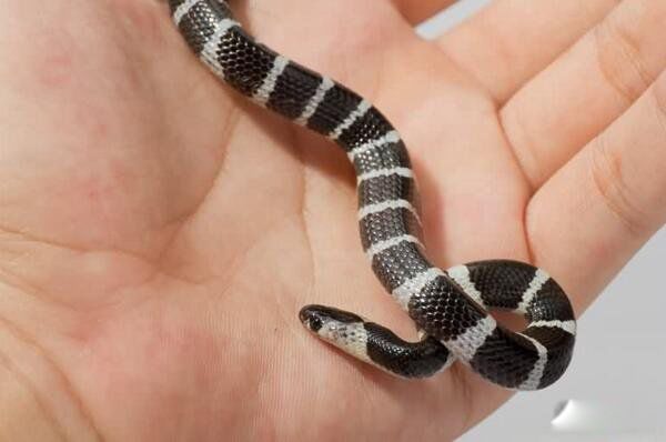 �����ߵĶ����ж�� ��������������ߵĵ���