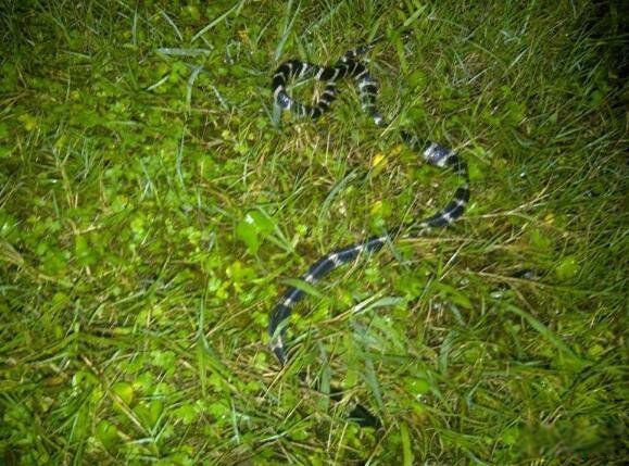 �����ߵĶ����ж�� ��������������ߵĵ���