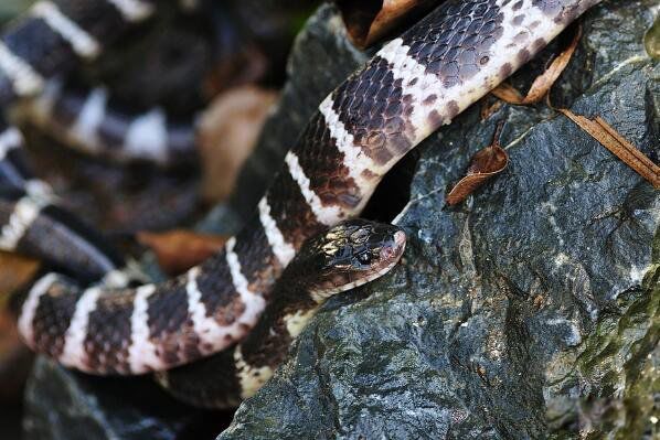 �����ߵĶ����ж�� ��������������ߵĵ���