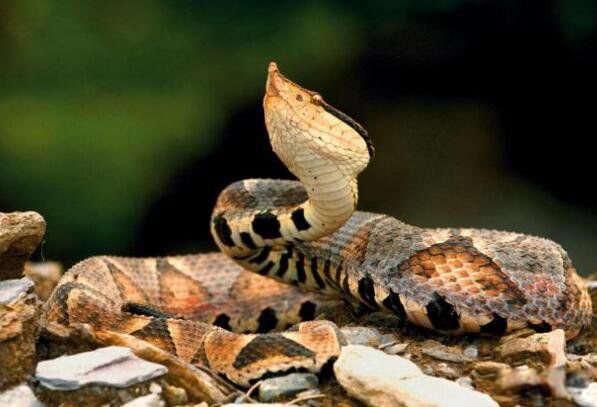 �����ߵĶ����ж�� ��������������ߵĵ���