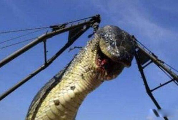 �캣����ͼƬ�����ж೤ �캣�����¼�ɱ��������