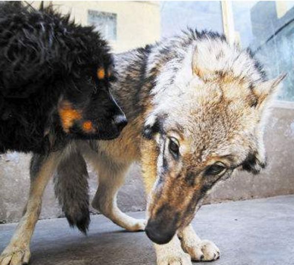 藏獒和狼单挑谁会赢 藏獒单只爪的力量就有上百斤