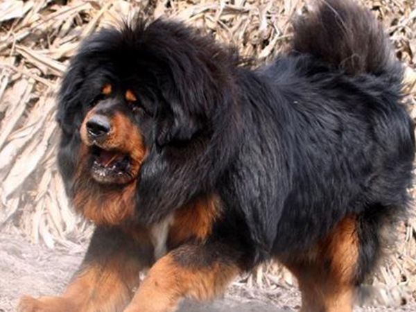 ������ǵ���˭��Ӯ ���ᵥֻצ�����������ϰٽ�