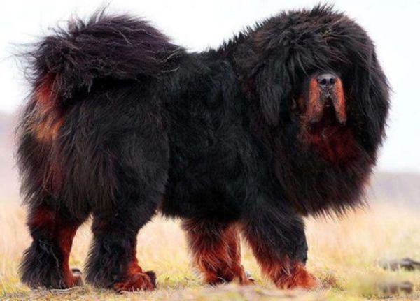 ������ǵ���˭��Ӯ ���ᵥֻצ�����������ϰٽ�