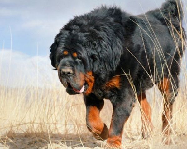 ������ǵ���˭��Ӯ ���ᵥֻצ�����������ϰٽ�