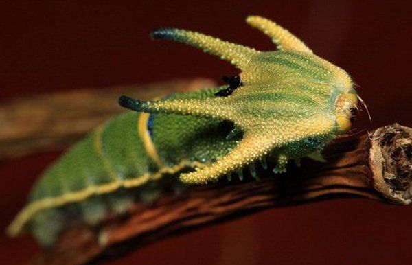 ��������ֲ����������� ���ʮ����������Щ