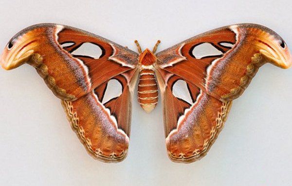 ��������ֲ����������� ���ʮ����������Щ