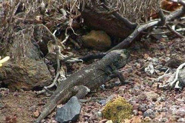 �Ѿ�����ɹ���������� �����������ı��ٴη���