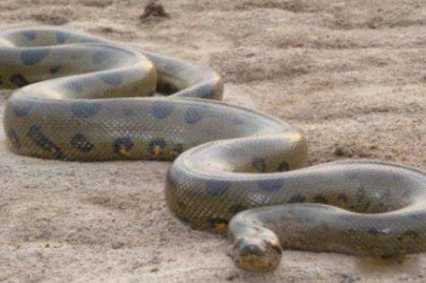 �캣����ͼƬ�����ж೤ �캣�����¼�ɱ��������