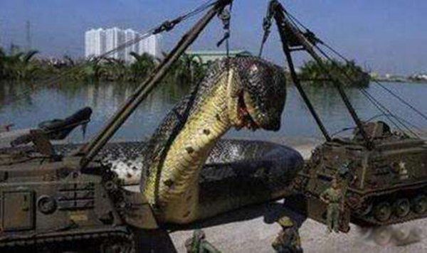 �캣����ͼƬ�����ж೤ �캣�����¼�ɱ��������