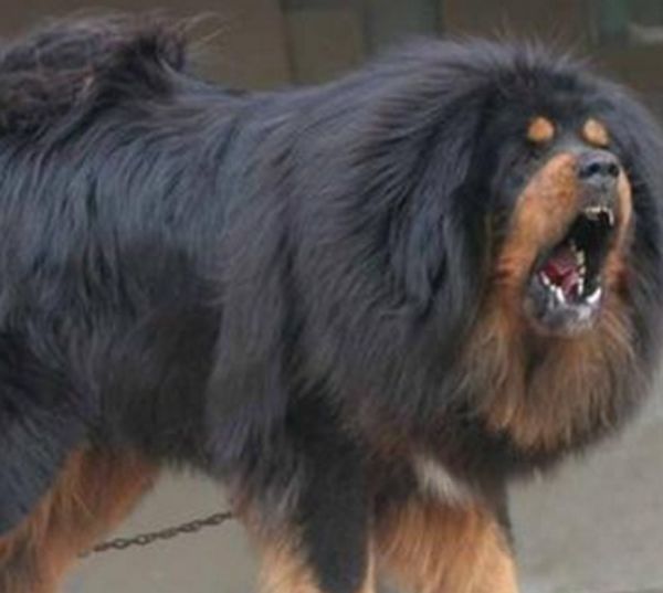 ������ǵ���˭��Ӯ ���ᵥֻצ�����������ϰٽ�