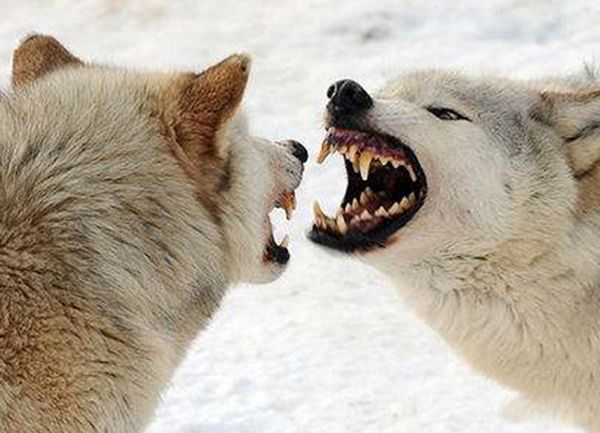 ������ǵ���˭��Ӯ ���ᵥֻצ�����������ϰٽ�