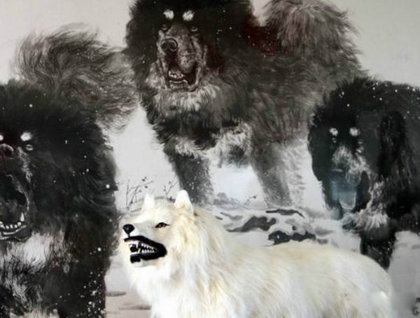 ������ǵ���˭��Ӯ ���ᵥֻצ�����������ϰٽ�