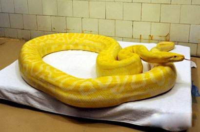 ϡ���ߵ�Ʒ�ֶ�����Щ ����ϸä�ߺ�һ��Ӳ��һ���С