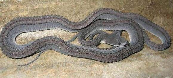 ϡ���ߵ�Ʒ�ֶ�����Щ ����ϸä�ߺ�һ��Ӳ��һ���С