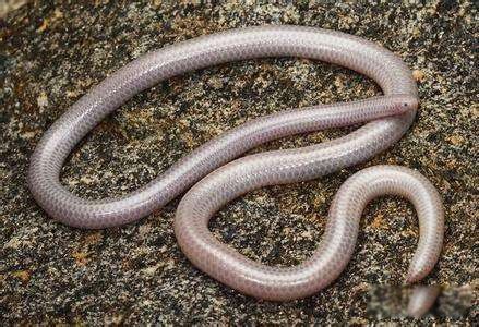 ϡ���ߵ�Ʒ�ֶ�����Щ ����ϸä�ߺ�һ��Ӳ��һ���С