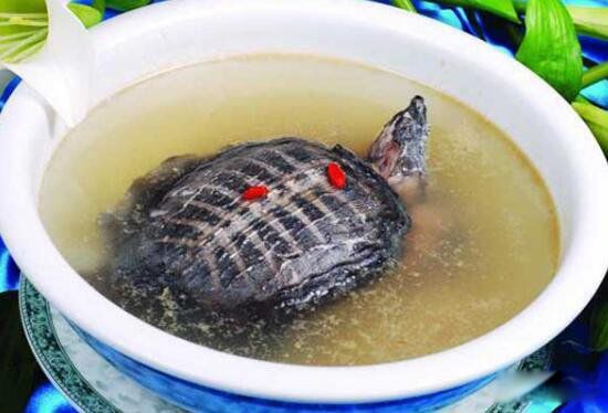 铁板甲鱼的残忍视频图片 铁板甲鱼为什么是禁菜