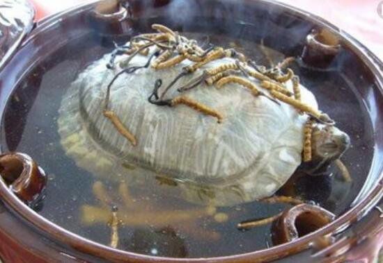 铁板甲鱼的残忍视频图片 铁板甲鱼为什么是禁菜