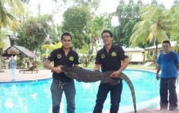 ��ڻ�����ж�� �������Ǵ�ڻ��ŵ��ο�