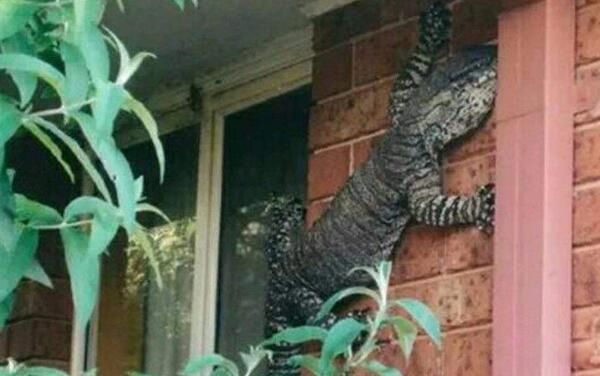 大壁虎最大有多大 马来西亚大壁虎吓到游客