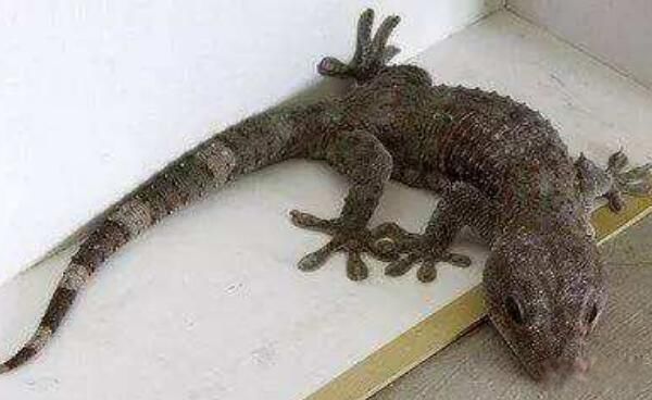 大壁虎最大有多大 马来西亚大壁虎吓到游客