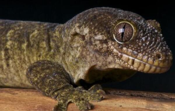 大壁虎最大有多大 马来西亚大壁虎吓到游客