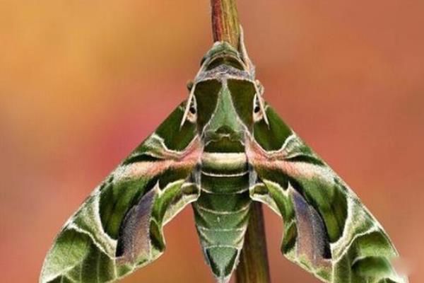 ����������ʲô �׳泤ʲô�����ж���