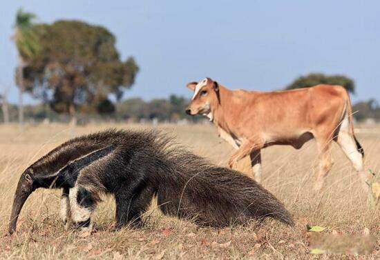 ʳ��������峤���� ����ʳ���޷ֱ��ʲô����