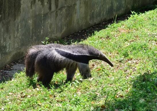 ʳ��������峤���� ����ʳ���޷ֱ��ʲô����